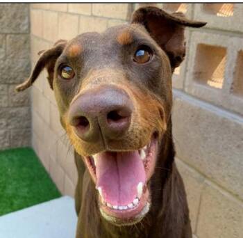 Please Save Me - SYLVETTE - A552036 -  Doberman Pinscher Dog for Adoption in San Marcos, California - Please Save Me - SYLVETTE - A552036 | PetCurious