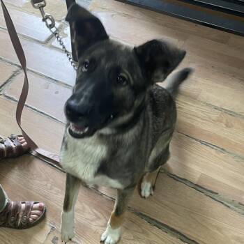 Girlie Girl -  Shepherd and Mixed Breed Dog for Adoption in Edinburg, Texas - Girlie Girl | PetCurious