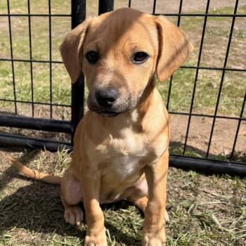 Chihuahua and Mixed Breed Dogs Available for Adoption in Wadena, Minnesota - Waverly | PetCurious