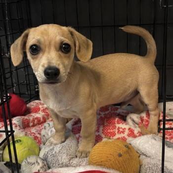 Jack -  Chihuahua and Chiweenie Dog for Adoption in Pelham, New Hampshire - Jack | PetCurious