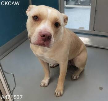 American Bulldog and Mixed Breed Dogs Available for Adoption - BENNY | PetCurious