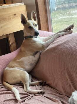 Mickey -  Mixed Breed Dog for Adoption in Lincoln, Nebraska - Mickey | PetCurious