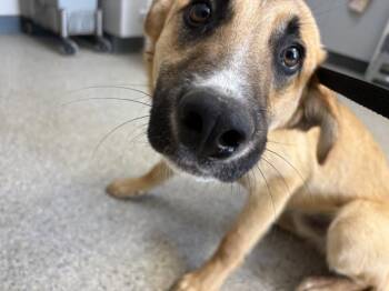 German Shepherd Dog and Mixed Breed Dogs Available for Adoption in Visalia, California - BILLY | PetCurious
