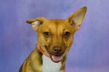 Chihuahua and Mixed Breed Dogs Available for Adoption in Fort Lauderdale, Florida - DULCITA | PetCurious