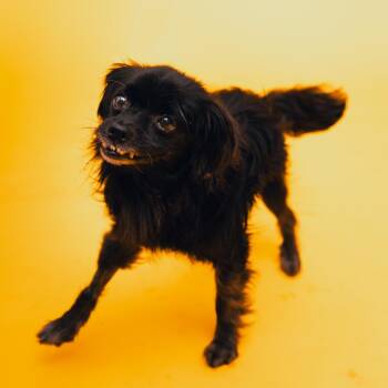 Reptar -  Spaniel Dog for Adoption in San Diego, California - Reptar | PetCurious