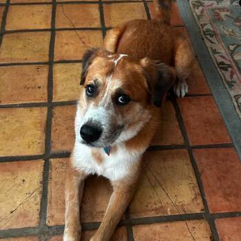 Duke -  Mixed Breed Dog for Adoption in Wadena, Minnesota - Duke | PetCurious