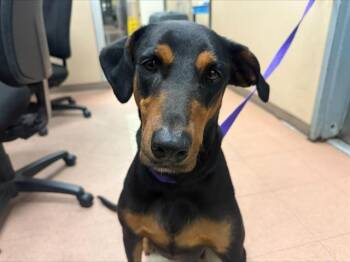 Doberman Pinscher Dogs Available for Adoption - CECE | PetCurious