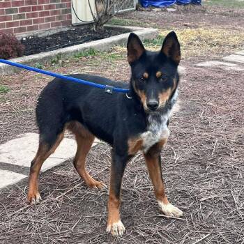 Mixed Breed Dogs Available for Adoption - Delilah | PetCurious