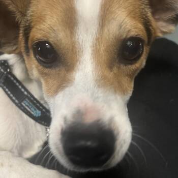 Rizzo-Rizzler -  Jack Russell Terrier and Mixed Breed Dog for Adoption in Lenexa, Kansas - Rizzo-Rizzler | PetCurious