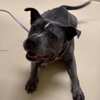 Coconut -  Mixed Breed Dog for Adoption in Winston-salem, North Carolina - Coconut | PetCurious