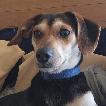 Beagle and Chihuahua Dogs Available for Adoption in Richmond, Kentucky - Duke | PetCurious