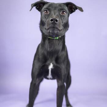 Sparrow -  Mixed Breed Dog for Adoption in Portland, Oregon - Sparrow | PetCurious