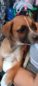 Rescue Mixed Breed Dogs for Adoption in Pahrump, Nevada - Affogato | PetCurious