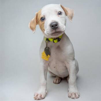 GERANIUM -  Australian Cattle Dog Blue Heeler and Mixed Breed Dog for Adoption in St. Louis, Missouri - GERANIUM | PetCurious