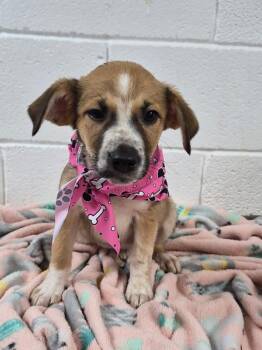 Ada -  Terrier Dog for Adoption in Morristown, Tennessee - Ada | PetCurious