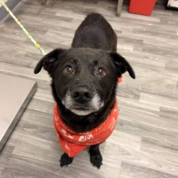Tank Top -  Corgi and Labrador Retriever Dog for Adoption in Carencro, Louisiana - Tank Top | PetCurious