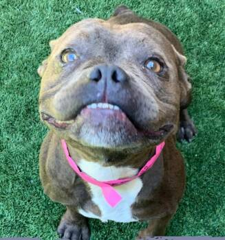 911 URGENT - TIME IS RUNNING OUT FOR TALLI -  French Bulldog Dog for Adoption in San Marcos, California - 911 URGENT - TIME IS RUNNING OUT FOR TALLI | PetCurious