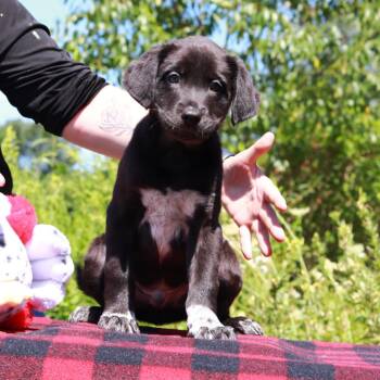 CT Beam -  Border Collie and Mixed Breed Dog for Adoption in Eastford, Connecticut - CT Beam | PetCurious