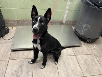 Rescue Border Collie and Mixed Breed Dogs for Adoption in Grand Prairie, Texas - WILLIE | PetCurious