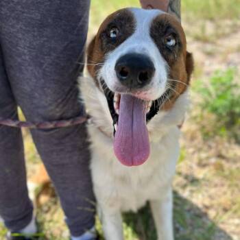 Dock -  Australian Shepherd Dog for Adoption in Manchester, Tennessee - Dock | PetCurious