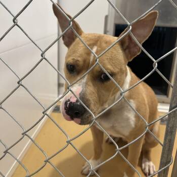 Dobby -  Mixed Breed Dog for Adoption in Greenville, South Carolina - Dobby | PetCurious