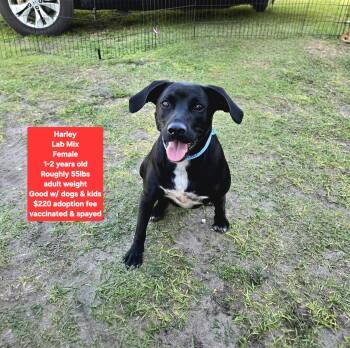 Labrador Retriever Dogs Available for Adoption - Harley | PetCurious