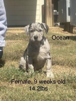 Ocean -  Boxer and Labrador Retriever Dog for Adoption in Norfolk, Massachusetts - Ocean | PetCurious