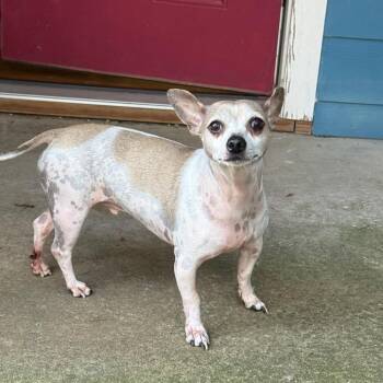 Squonk -  Chihuahua and Mixed Breed Dog for Adoption in Fayetteville, Arkansas - Squonk | PetCurious
