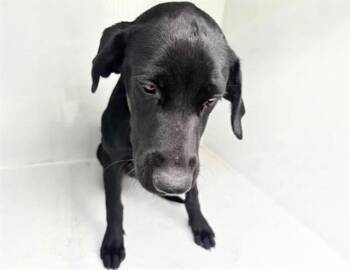 JET -  Labrador Retriever Dog for Adoption in Houston, Texas - JET | PetCurious