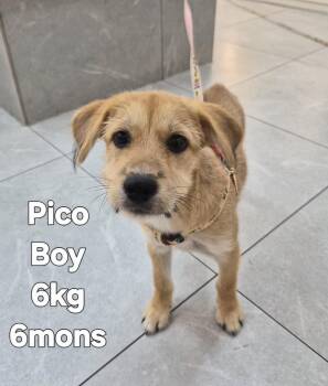 PICO -  Terrier Dog for Adoption in Johns Creek, Georgia - PICO | PetCurious