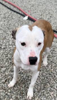 Pit Bull Terrier Dogs Available for Adoption - Nova | PetCurious