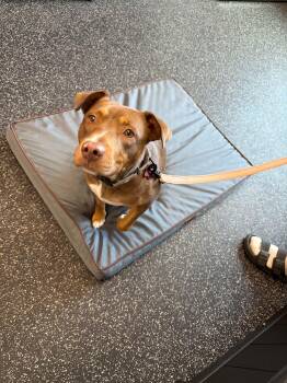 Ginger -  Mixed Breed and Labrador Retriever Dog for Adoption in Dysart, Iowa - Ginger | PetCurious