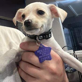 Penne -  Chihuahua and Mixed Breed Dog for Adoption in San Francisco, California - Penne | PetCurious