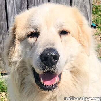 Great Pyrenees Dogs Available for Adoption in Beacon, New York - Cooper In KY - Smart, Sweet & Seriously Charming! | PetCurious