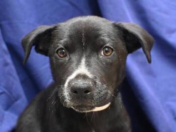 Gummy Bear -  Border Collie and Pit Bull Terrier Dog for Adoption in Portland, Oregon - Gummy Bear | PetCurious