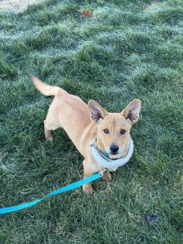 Rescue Chihuahua Dogs for Adoption in Plymouth, Michigan - Gremlin (PW 1523) | PetCurious