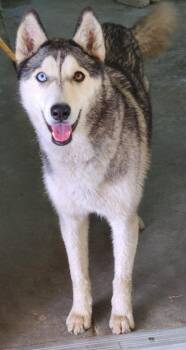 Lyla -  Husky Dog for Adoption in Swainsboro, Georgia - Lyla | PetCurious