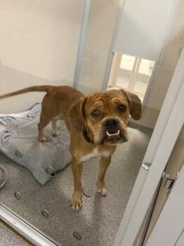 Lainey -  Pit Bull Terrier and Mixed Breed Dog for Adoption in Bellevue, Washington - Lainey | PetCurious