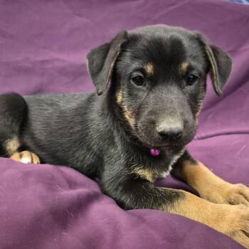 Trixie -  Labrador Retriever and Shepherd Dog for Adoption in Sandy Hook, Manitoba - Trixie | PetCurious