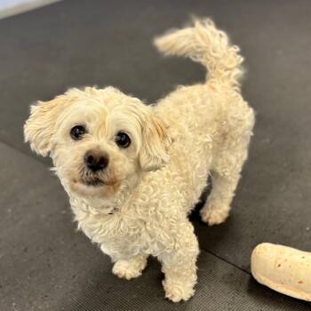 Mixed Breed Dogs Available for Adoption - Ezekiel | PetCurious