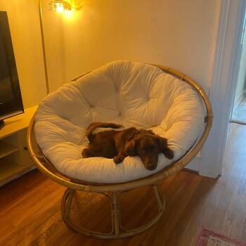 Mixed Breed Dogs Available for Adoption in Fredericksburg, Virginia - Milka | PetCurious