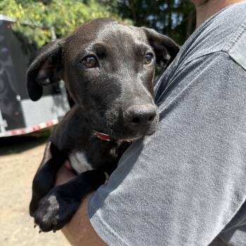 Paisleigh -  Labrador Retriever Dog for Adoption in Columbia, South Carolina - Paisleigh | PetCurious