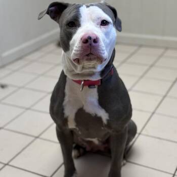 Pit Bull Terrier Dogs Available for Adoption in Tuscaloosa, Alabama - Suki | PetCurious