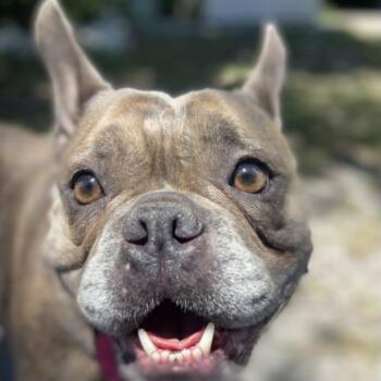 Dolly -  French Bulldog Dog for Adoption in Sarasota, Florida - Dolly | PetCurious