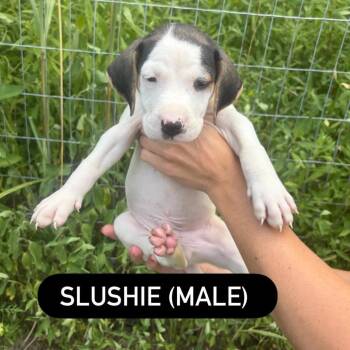 Slushie -  Hound and Mixed Breed Dog for Adoption in North Charleston, South Carolina - Slushie | PetCurious