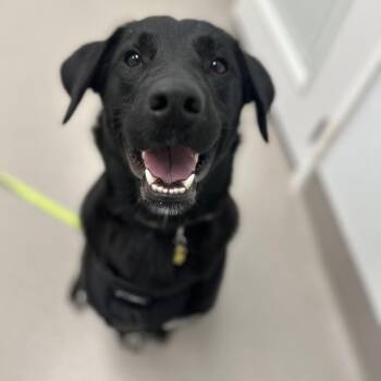 Lois -  Black Labrador Retriever and Mixed Breed Dog for Adoption in Chesapeake, Virginia - Lois | PetCurious