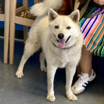 Samoyed Dogs Available for Adoption - Rhino | PetCurious