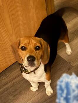 Sweetie - Fostered in Omaha -  Beagle Dog for Adoption in Overland Park, Kansas - Sweetie - Fostered In Omaha | PetCurious