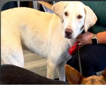 Avery -  Labrador Retriever and Mixed Breed Dog for Adoption in West Memphis, Arkansas - Avery | PetCurious