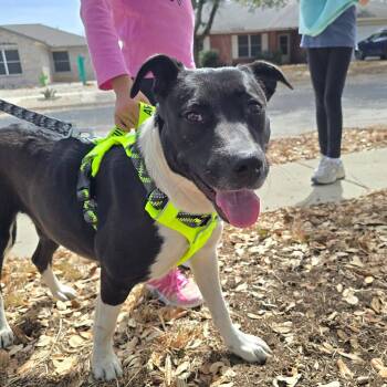 Labrador Retriever and Mixed Breed Dogs Available for Adoption - Penny | PetCurious